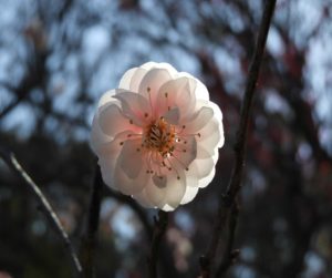 時事ネタシリーズ（見頃の花（梅））