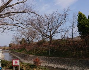 時事ネタシリーズ（淀　河津桜）