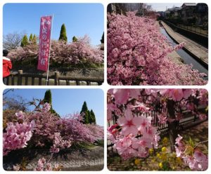 時事ネタシリーズ（淀　河津桜）