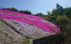 時事ネタシリーズ（芝桜）