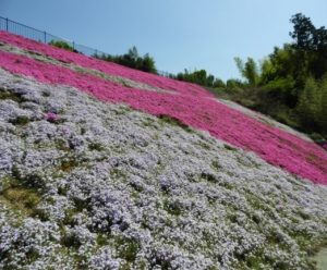 時事ネタシリーズ（芝桜）