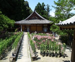 関西花の名所（カサブランカ）