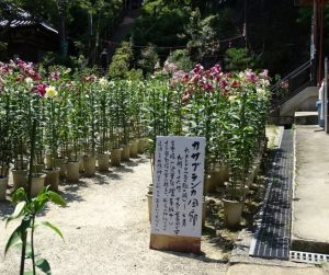 関西花の名所（カサブランカ）